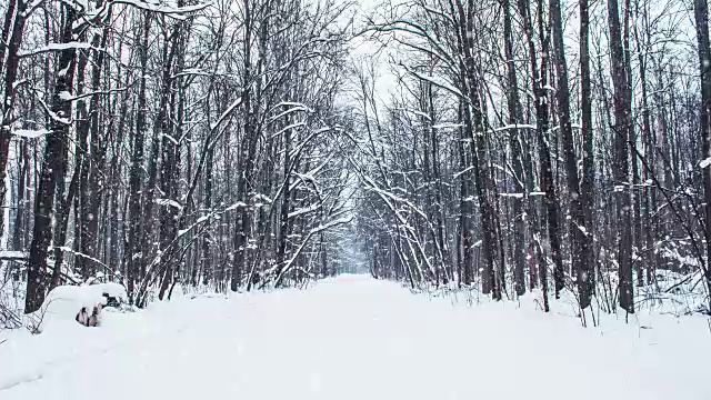 在一个树木被雪覆盖的冬季公园里飘落的雪花，慢镜头视频素材