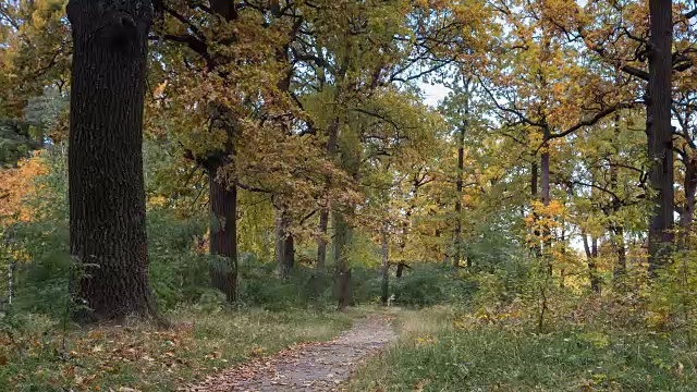 秋天。时间流逝。视频素材