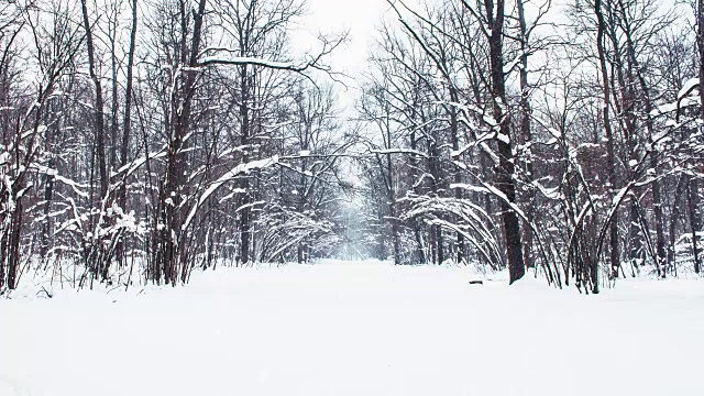 在一个树木被雪覆盖的冬季公园里飘落的雪花，慢镜头视频素材