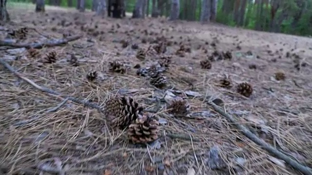 松林中的球果。相机在地面上移动得很低视频素材