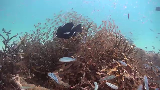 冲绳群岛的水下视频素材