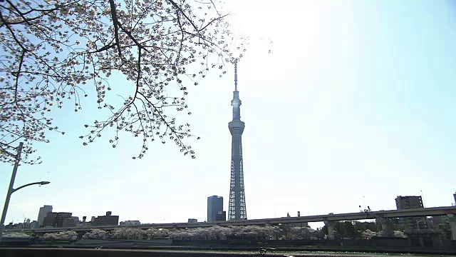 樱花和东京天空树，日本视频素材