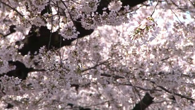 樱花，东京，日本视频素材