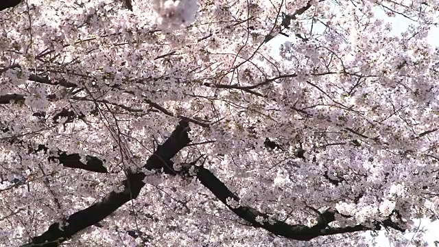 樱花，东京，日本视频素材