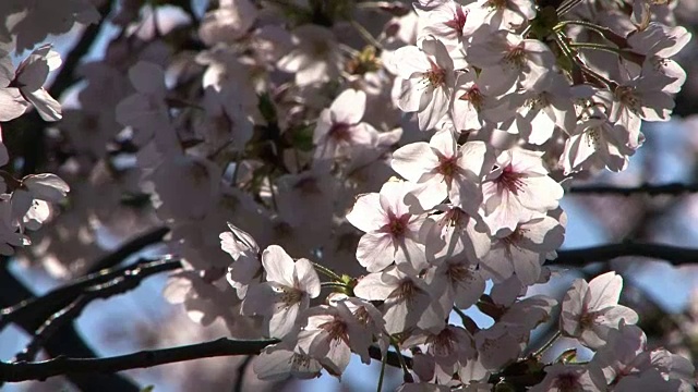 樱花，东京，日本视频素材