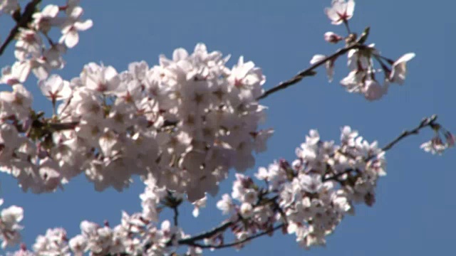 樱花，东京，日本视频素材