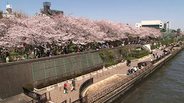 住田河和樱花，东京，日本视频素材