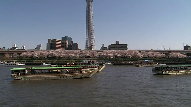 日本隅田河外的天空树和樱花视频素材