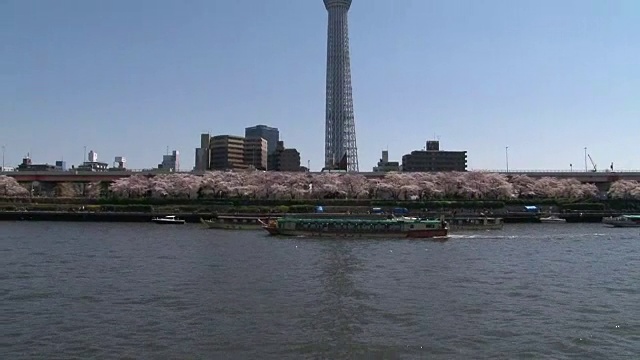 日本隅田河外的天空树和樱花视频素材