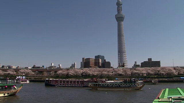 日本隅田河外的天空树和樱花视频素材