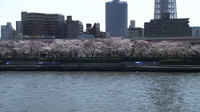 住田河和樱花，东京，日本视频素材