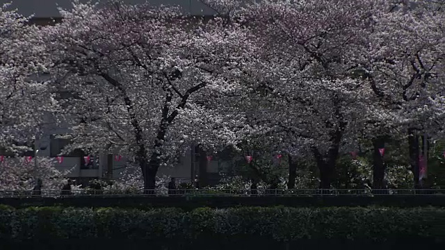 日本东京隅田河上的樱花视频素材