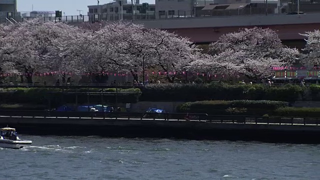 住田河和樱花，东京，日本视频素材