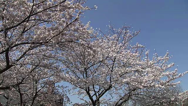 樱花，东京，日本视频素材