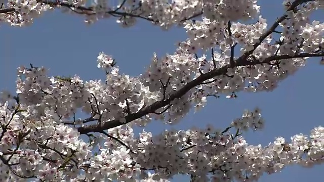 樱花，东京，日本视频素材