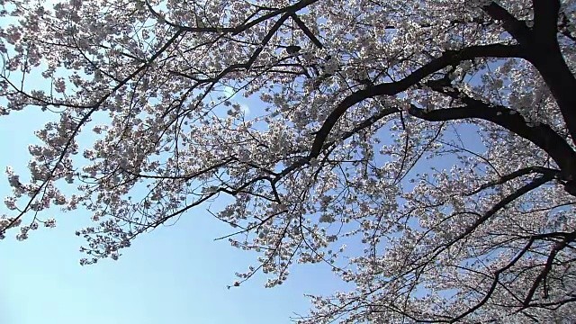 樱花和东京天空树，日本视频素材