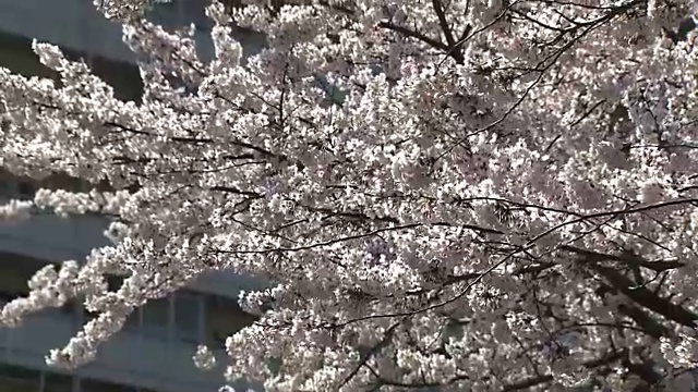 樱花，东京，日本视频素材