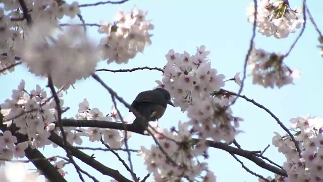 日本，褐耳鹎和樱花视频素材