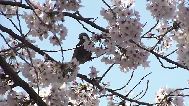 日本，褐耳鹎和樱花视频素材