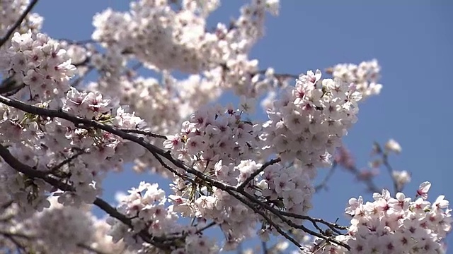 樱花，东京，日本视频素材