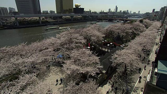 日本东京隅田河上的樱花视频素材