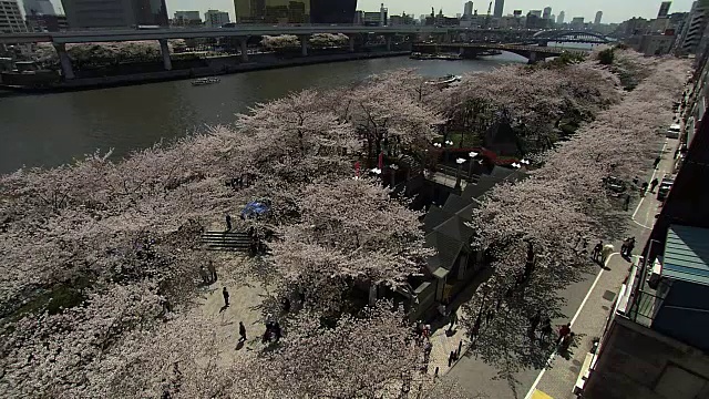 日本隅田河上的樱花和天空树视频素材