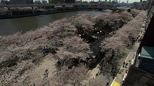 日本隅田河上的樱花和天空树视频素材