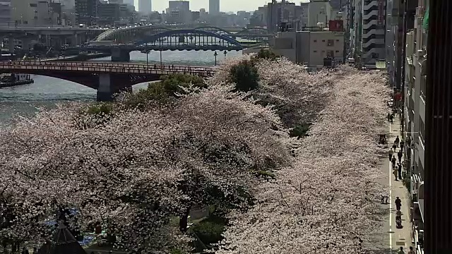 日本东京隅田河上的樱花视频素材