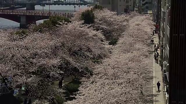 日本东京隅田河上的樱花视频素材