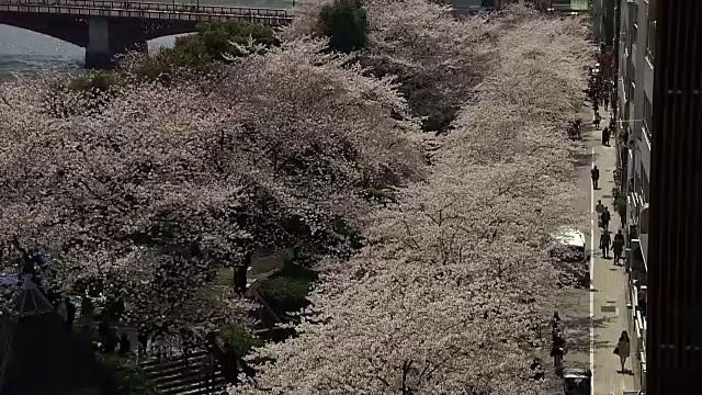 日本东京隅田河上的樱花视频素材