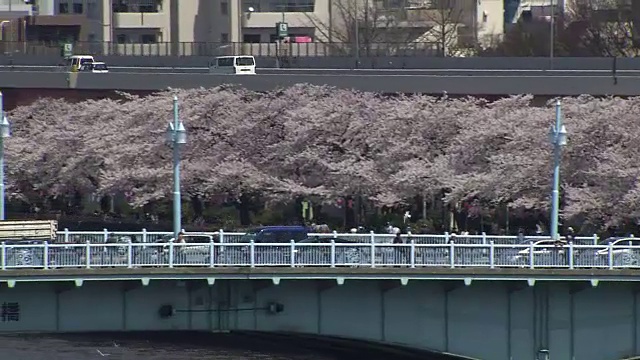 日本东京隅田河上的樱花视频素材