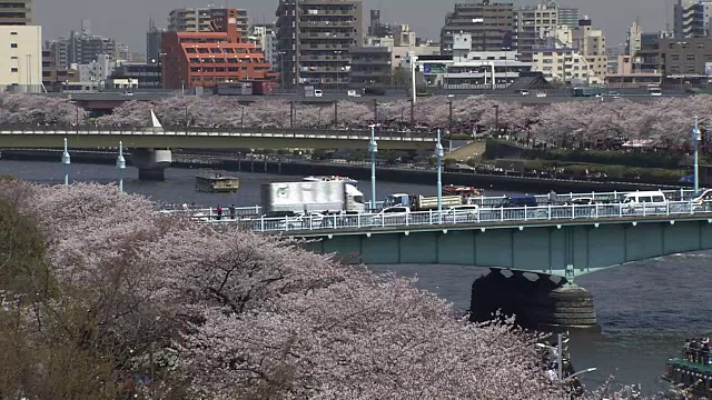 日本东京隅田河上的樱花视频素材