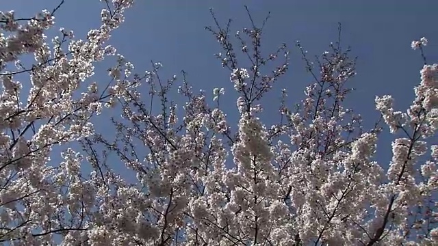 樱花，东京，日本视频素材