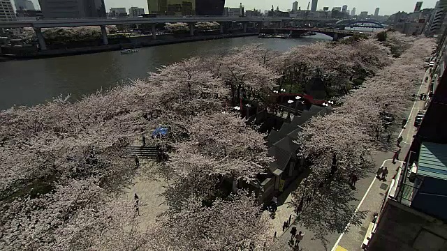 日本东京隅田河上的樱花视频素材