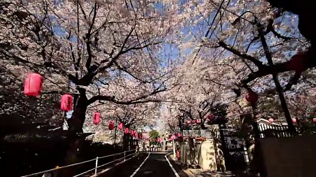 日本东京，樱花巷子视频素材