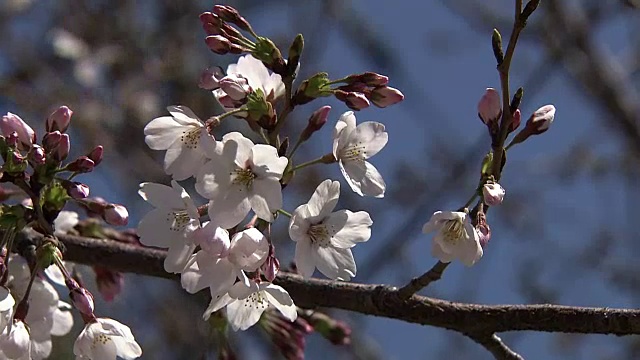 特写镜头;樱花，东京，日本视频素材