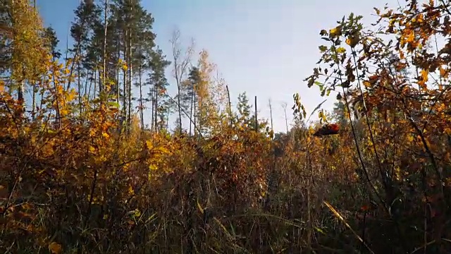 秋天森林里有小树的林间空地。视频素材