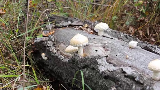 长在树干上的蘑菇视频素材