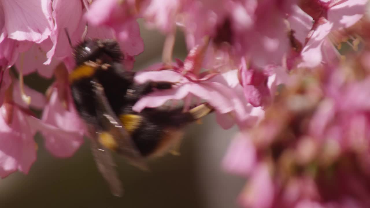 威尔士，大黄蜂(Bombus)在春天吃樱花(Prunus)视频素材