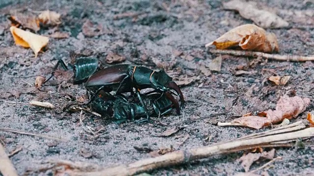 雄甲虫鹿在地上推着一只被压死的甲虫视频素材