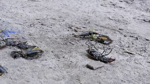 雄甲虫鹿在地上推着一只被压死的甲虫视频素材