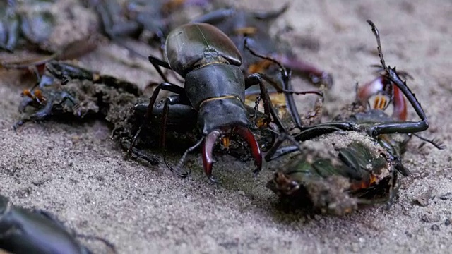 雄甲虫鹿在地上推着一只被压死的甲虫视频素材