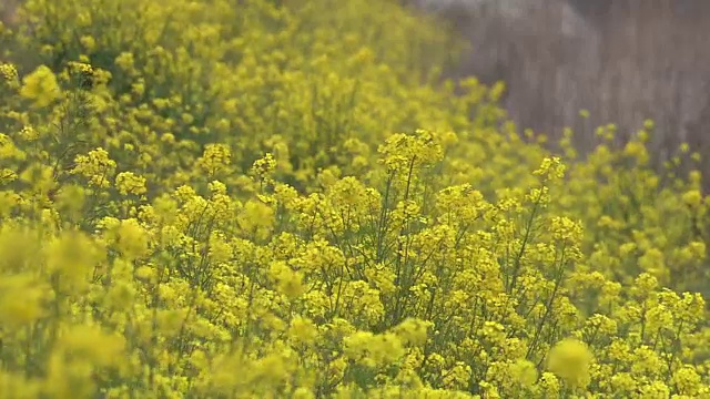 日本福冈油菜花田视频素材