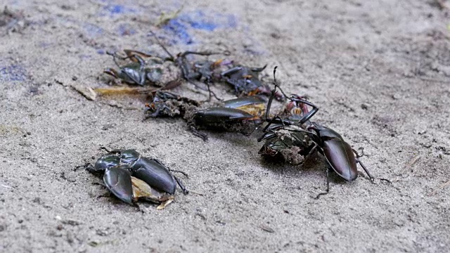 雄甲虫鹿在地上推着一只被压死的甲虫视频素材