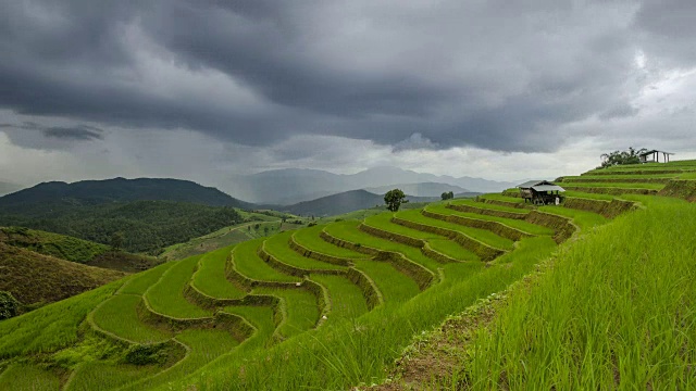 稻田要下雨了视频素材