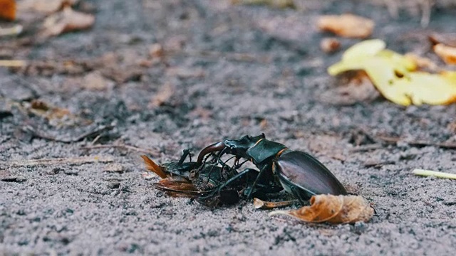 雄甲虫鹿在地上推着一只被压死的甲虫视频素材