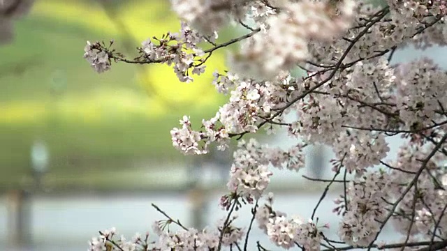 日本福冈的“花川”视频素材