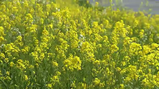 日本福冈的“花川”视频素材