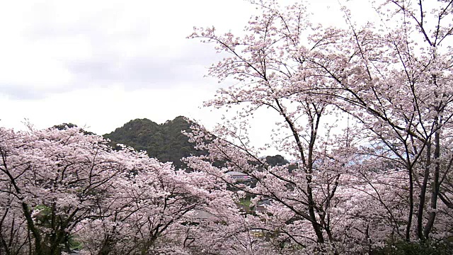 日本福冈，赏花和赏樱花视频素材