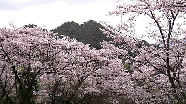 日本福冈，赏花和赏樱花视频素材